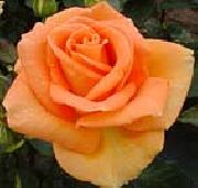 unknow artist Realistic Orange Rose oil